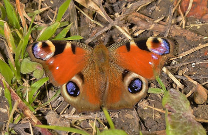 Peacock April 2015 (1024x683).jpg