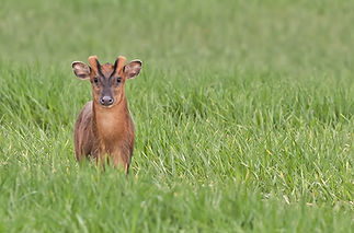 Reeves-Muntjac-deer-close-up-in-Norfolk-England-By-Simon-BrattWEB.jpg