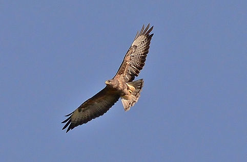 DSC_8775.JPG