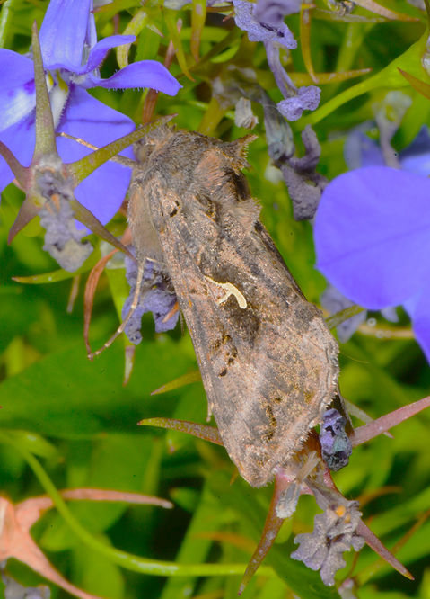 Silver Y Moth garden July 2024.JPG