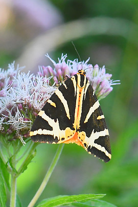 DSC_1705_edited.jpg