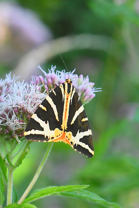 DSC_1705_edited.jpg