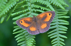 DSC_2768.JPG