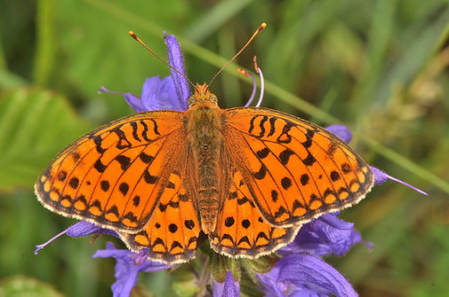 High Brown Fritillary.JPG