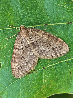 winter moth 6.jpg