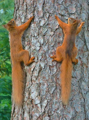 Red SqUIRRELS RACING UP A TREE.jpg