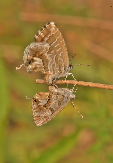 DSC_4896.JPG