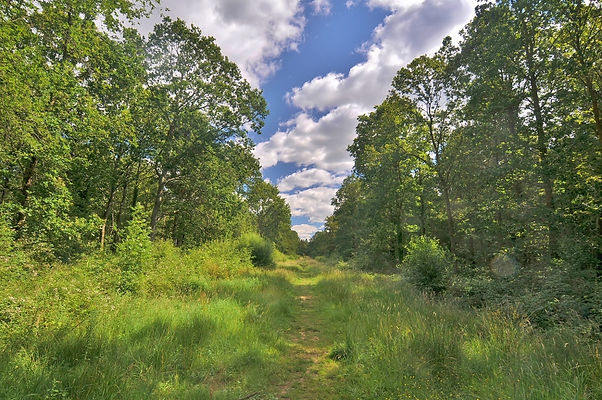 Whiteley Pastures July 2014.jpg