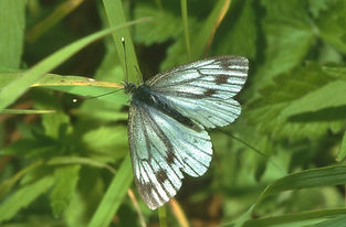 Green-Veined White heavily marked.jpg