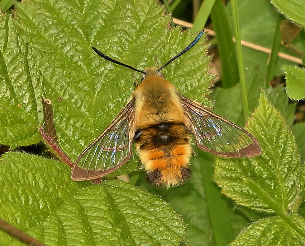 1982 Narrow-bordered Bee Hawk 17.05.2015 Porton Down TJN.jpg