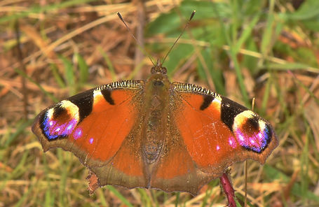 Peacock.JPG