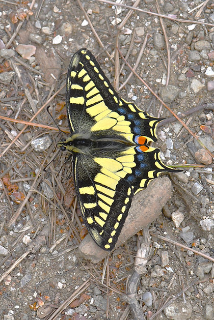 DSC_0188.JPG