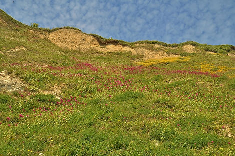 Cliff face Wheelers Bay May 2015.jpg