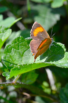 DSC_1871.JPG