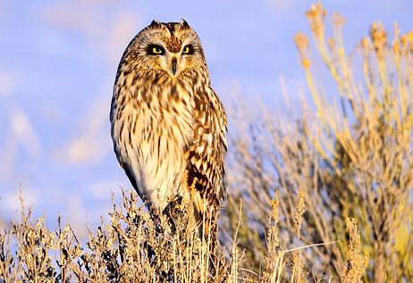 Short-Eared_Owl-USFWS-Mountain-Prairie_edited.jpg