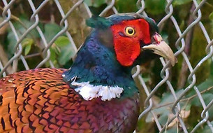 DSC_2979 (1024x635).jpg