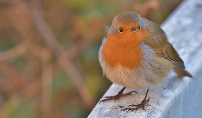 DSC_2855 (1024x640).jpg