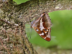 Purple Emperor on sap (5).jpg