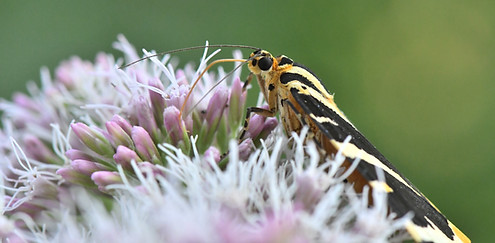 DSC_1713.JPG