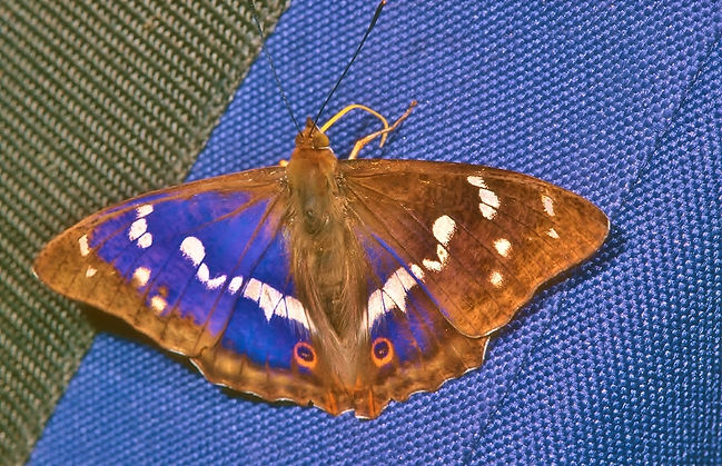 The original Bag of Delight- Purple Empe