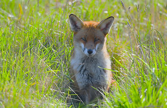DSC_4163.JPG