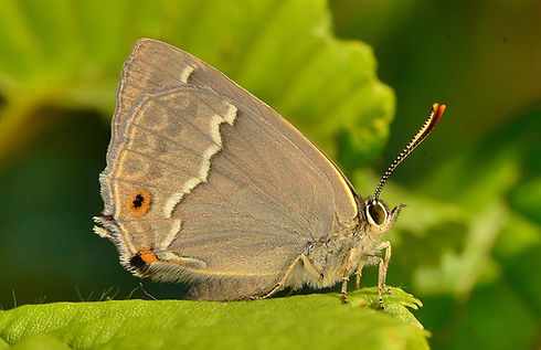 DSC_7223.JPG