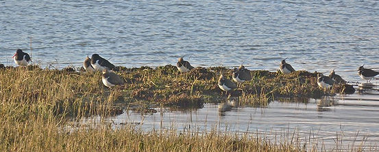 Shoreline Lapwings and Oystercatchers Nikki Kownacki.jpg