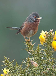 dartford-warbler.jpg