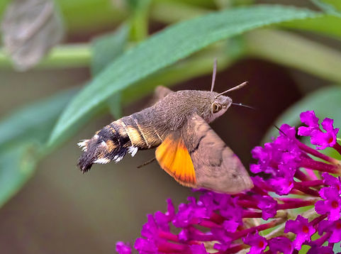 Hummingbird Hawk Moth 2.jpg