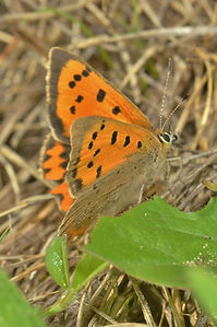 DSC_4977.JPG