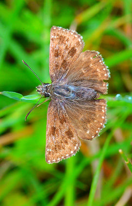 Dingy Skipper May 2024_edited.jpg