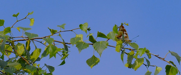 DSC_2325.JPG