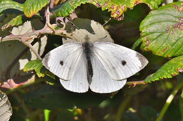 DSC_3641.JPG