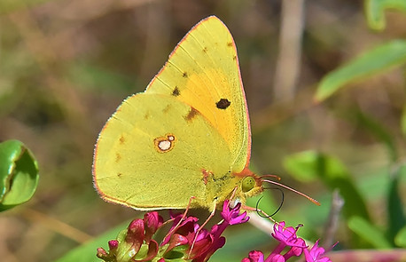 Clouded Yellow Eastney Beach 2.JPG
