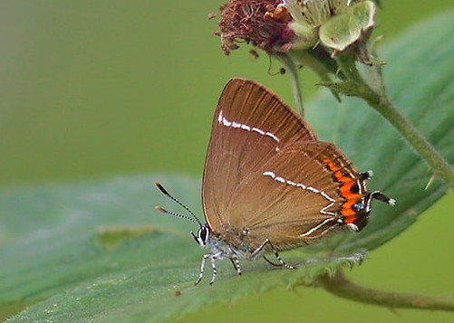 White Letter Hairstreak 8.jpg