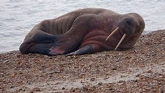 walrus calshot hampshire dec 2022.jpg