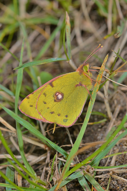 Clouded Yellow 100.JPG