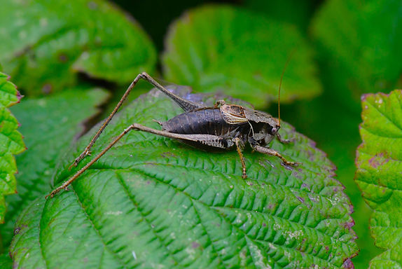 Roesells Bush Cricket aug 2025.JPG