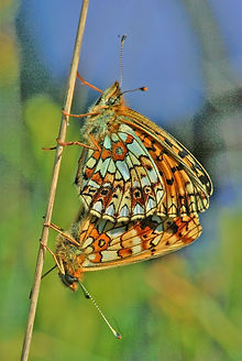 Small Pearl Bordered Fritillary mating (685x1024).jpg