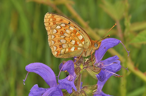 High Brown Fritillary 1 100.JPG