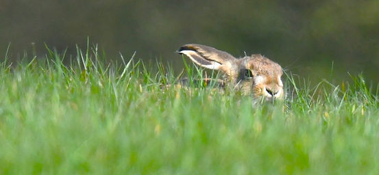 DSC_4424.JPG