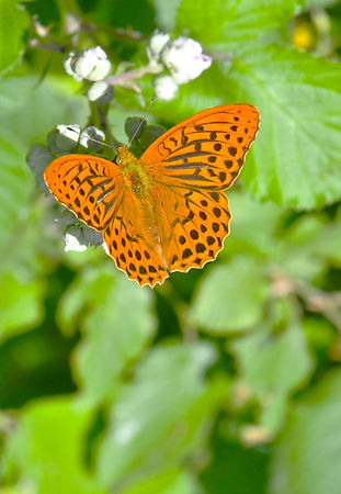 DSC_1048.JPG