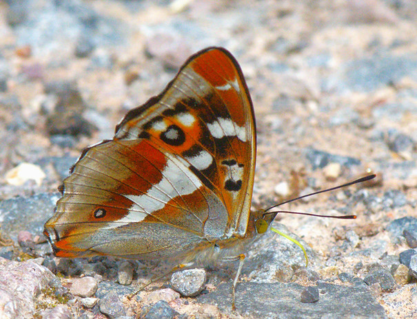 DSC_1165.JPG