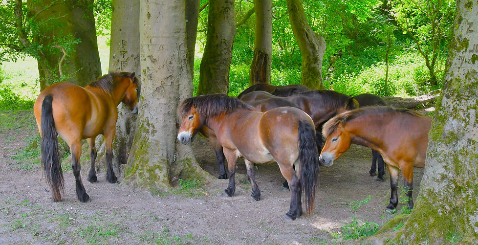 DSC_0804.JPG