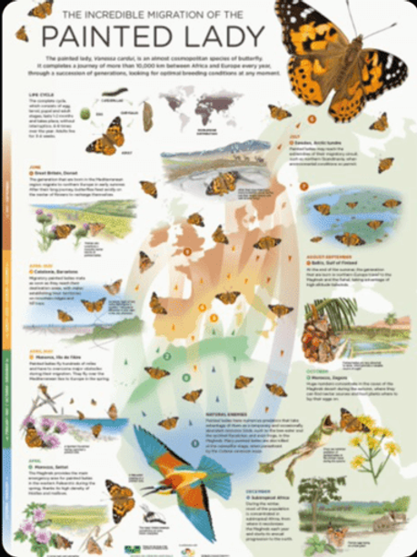 Painted Lady migration poster.png