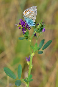 DSC_0739 (683x1024).jpg