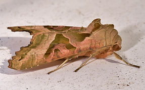 DSC_8775 (1024x634).jpg