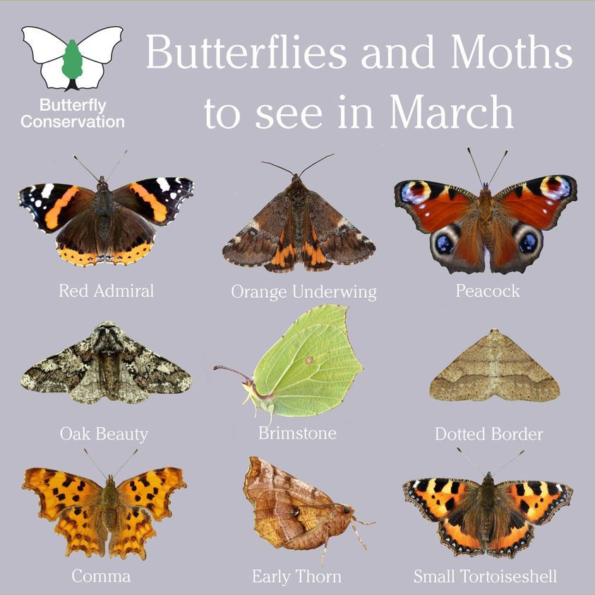 butterflies and moths march.jpg