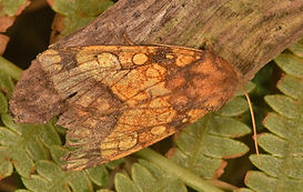 DSC_7614 (1024x684).jpg