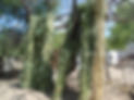 Sombras de carrizo SANTA ANITA.JPG